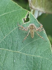 Hamadruas hieroglyphica