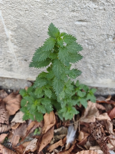 Dwarf Nettle