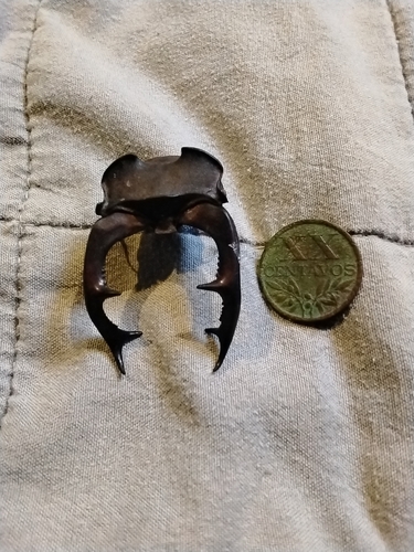 Lucanus cervus cervus