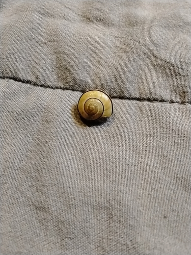 Brown-lipped Snail