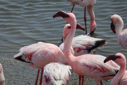 iNaturalist image