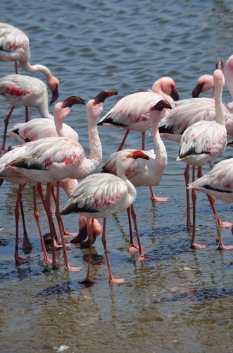 iNaturalist image