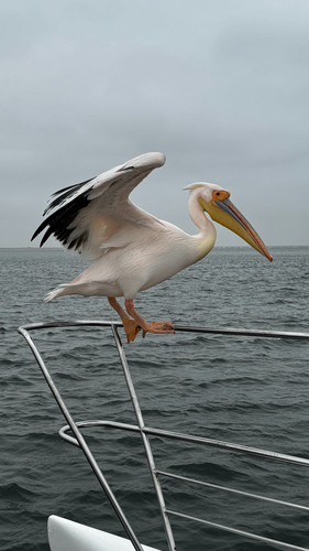 iNaturalist image