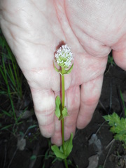 Plectritis macrocera macrocera