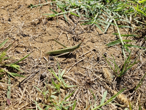 Mediterranean Slant-faced Grasshopper