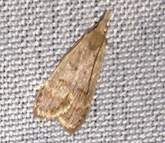 Dichomeris punctipennella