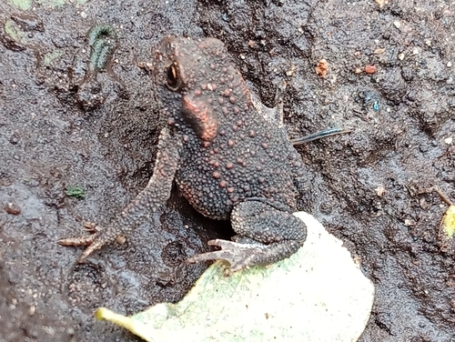 European Toad