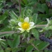 Sticky Cinquefoil - Photo no rights reserved