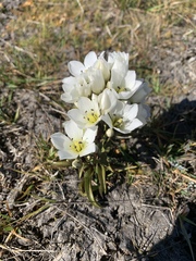 Gentianella corymbifera