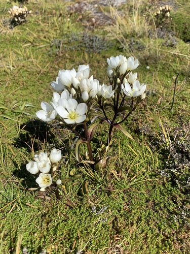 Gentianella corymbifera, photograph 2