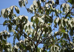 Actinodaphne hookeri