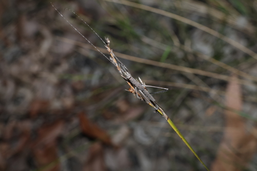 Lepidosperma laterale, photograph 2