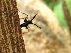 Leptodialepis bipartitus