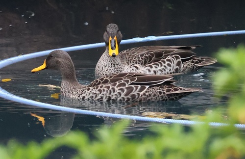 iNaturalist image