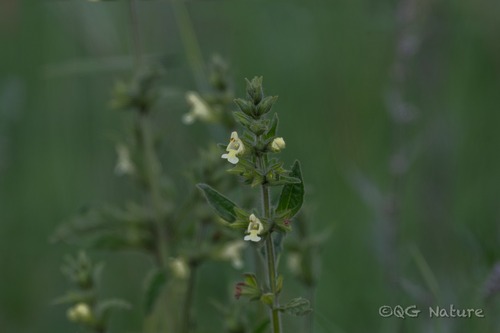 Chinese Sticky Sage
