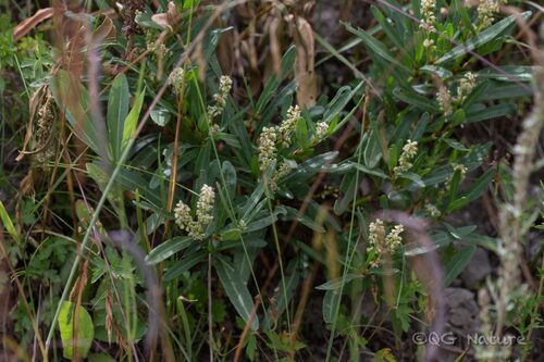 Knorringia sibirica
