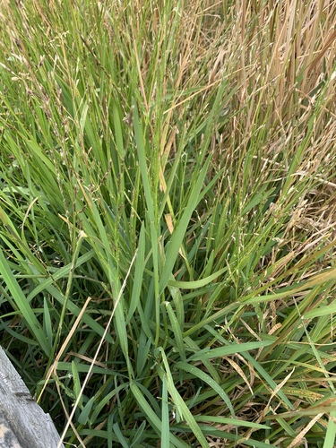 Glyceria declinata, photograph 5