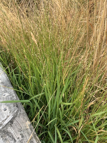 Glyceria declinata, photograph 6
