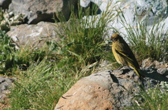 Serinus flavivertex