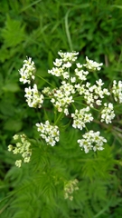 Chaerophyllum aureum
