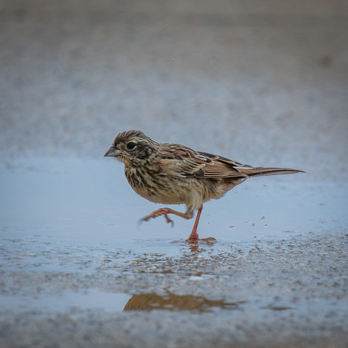 Black-faced Bunting