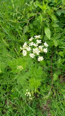 Chaerophyllum aureum