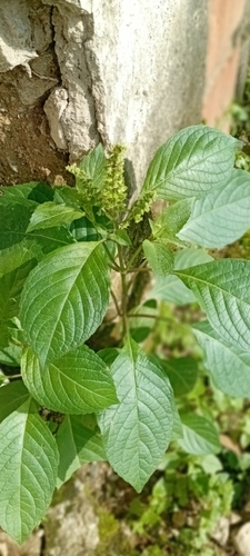 African Basil