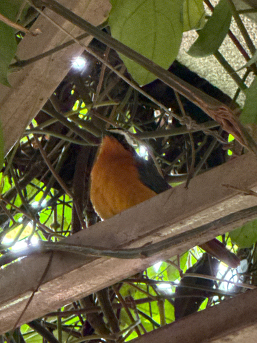 White-browed Robin-Chat