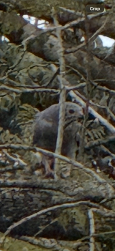 Lizard Buzzard