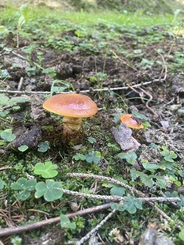 Larch Bolete