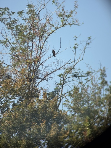 Western Common Buzzard