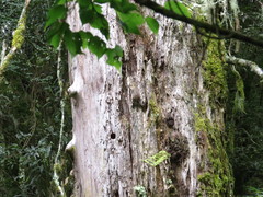 Tamiops maritimus formosanus