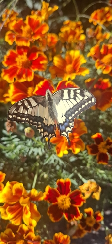 Old World Swallowtail