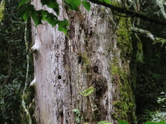 Tamiops maritimus formosanus