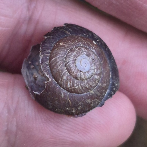 Sauroconcha gulosa observed 2026-09-06