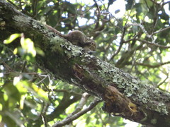 Tamiops maritimus formosanus