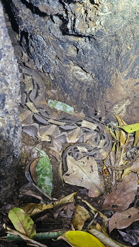Gaboon Viper