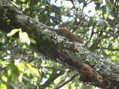 Tamiops maritimus formosanus