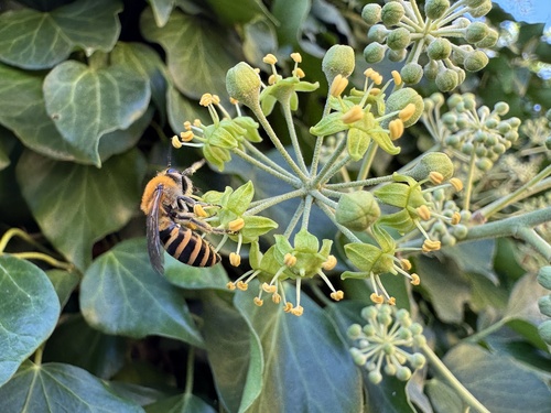 Ivy Cellophane Bee