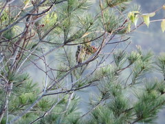 Tamiops maritimus formosanus