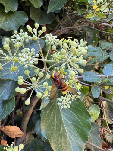Hornet Mimic Hover Fly