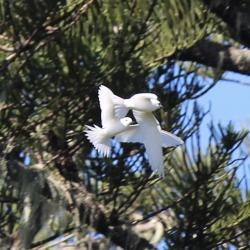 Gygis alba observed 2026-09-08