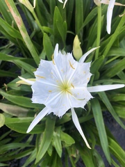 Hymenocallis coronaria
