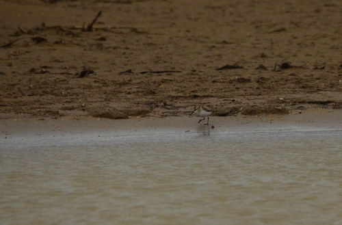 iNaturalist image