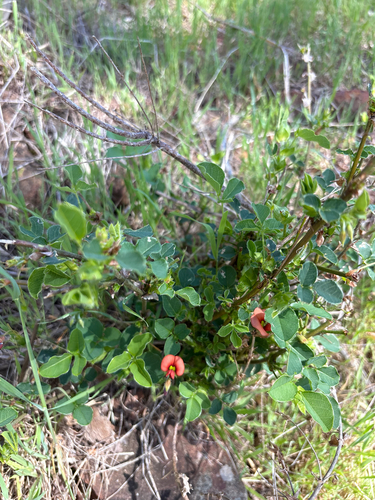 Kennedia stirlingii observed 2026-09-08
