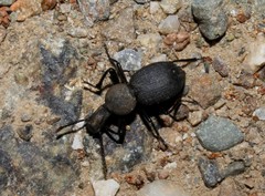 Cephalostenus orbicollis
