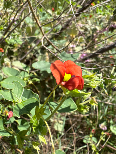 Kennedia stirlingii observed 2026-09-08