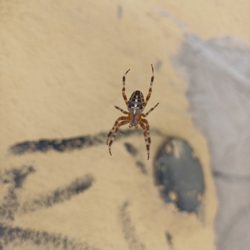 Cross Orbweaver