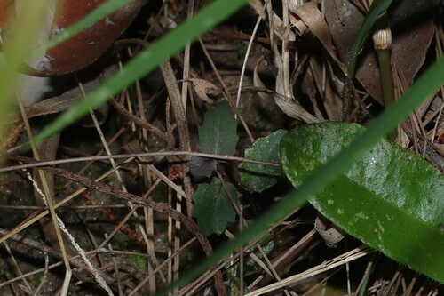 Lobelia purpurascens, photograph 1