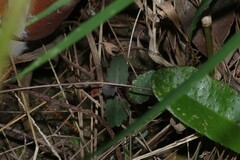 Lobelia purpurascens, photograph (c) Greg Tasney, some rights reserved (CC BY-SA)
